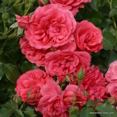 Růže Kordes 'Rosarium Uetersen' 2L kontejner Kordes Rosen