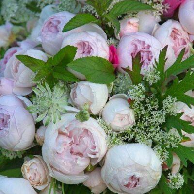 Růže Kordes Parfuma 'Herzogin Christiana' kmínek 90cm Kordes Rosen
