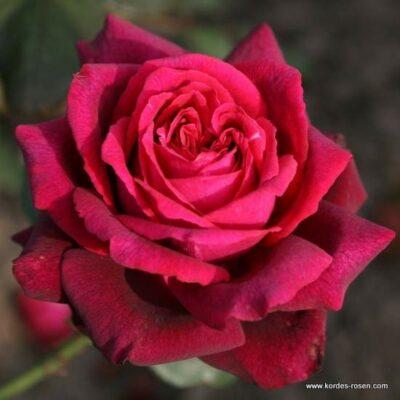 Růže Kordes Parfuma 'Gräfin Diana' kmínek 90cm Kordes Rosen