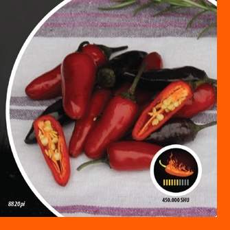 Paprika chilli Atzeco PIQUANT Nohel Garden