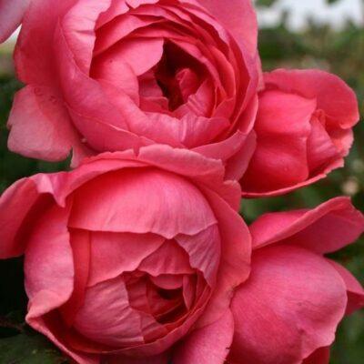 Růže Kordes Parfuma 'Gartenprizessin Marie-José' 2L kontejner Kordes Rosen