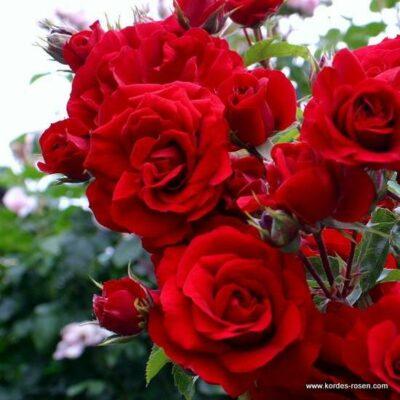 Růže Kordes 'Amadeus' 2L kontejner Kordes Rosen