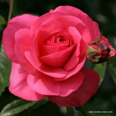 Růže Kordes 'Rosanna' 2L kontejner Kordes Rosen
