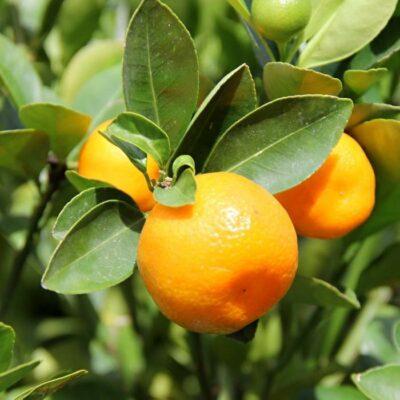 Citrus kalamondin 12 litrů Vannucci piante