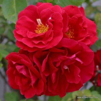Růže Kordes 'Flammentanz' 2 litry Kordes Rosen