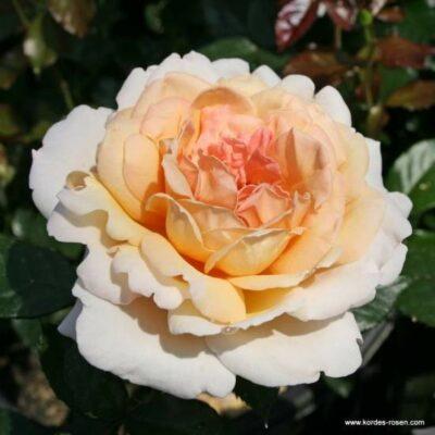 Růže Kordes Parfuma 'Grossherzogin Luise' 2 litry Kordes Rosen