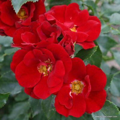 Růže Kordes 'Marondo' 2 litry Kordes Rosen