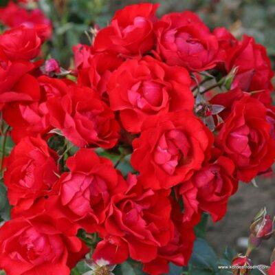 Růže Kordes 'Black Forest Rose' 2 litry Kordes Rosen