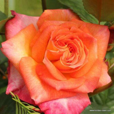Růže Kordes 'Feurio' 2 litry Kordes Rosen