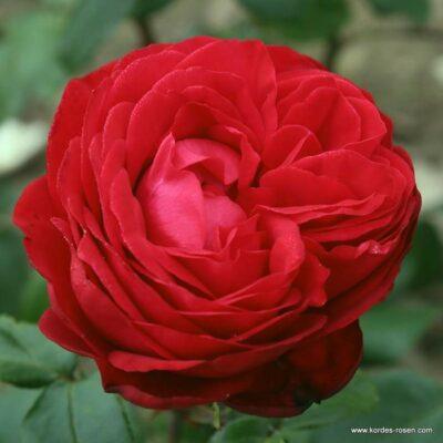 Růže Kordes 'Tiamo' 2 litry Kordes Rosen