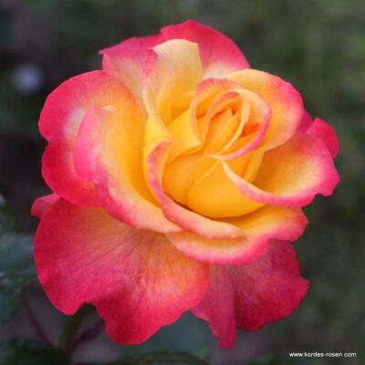 Růže Kordes 'Flaming Star' 2 litry Kordes Rosen