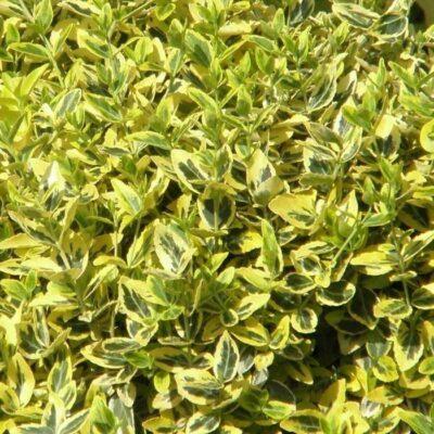 Brslen Fortunův 'Emerald Gold' 3 litry HortiCept