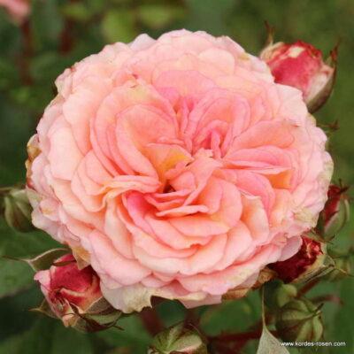 Růže Kordes 'Amaretto' 2 litry Kordes Rosen