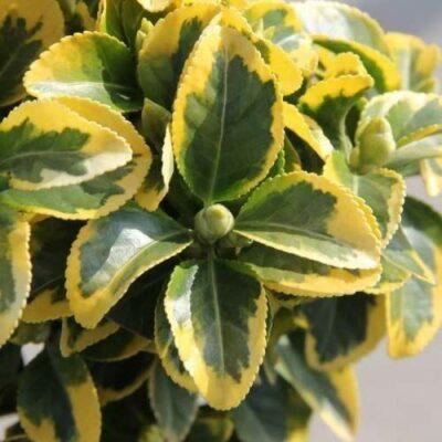 Brslen japonský 'Elegantissimus Aureus'  25 litrů Vannucci piante