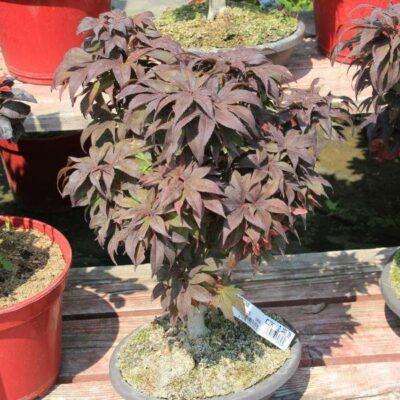 Javor dlanitolistý 'Bloodgood' bonsai Vannucci piante