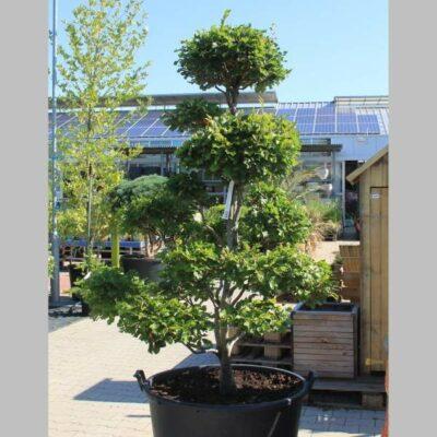 Buk lesní bonsai 150/175cm Bruns Pflanzen