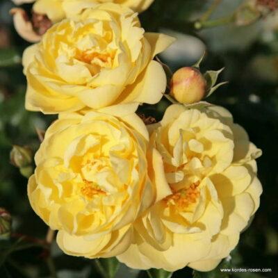 Růže Kordes 'Sunny Rose' 2 litry Kordes Rosen