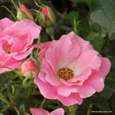 Růže Kordes 'Roselina' 2 litry Kordes Rosen