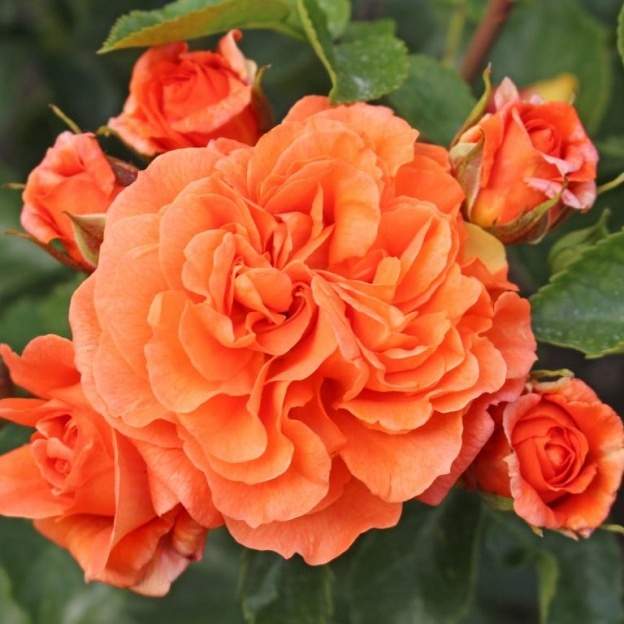 Růže Kordes 'Orangerie' 2 litry Kordes Rosen