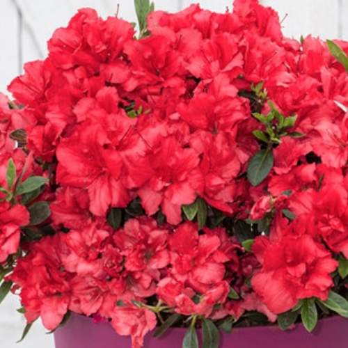 Pěnišník tupý 'BloomChampion Red' květináč 3 litry