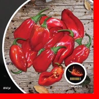 Paprika chilli Rosso PIQUANT Nohel Garden