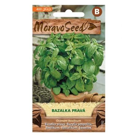 Bazalka zelená (MS) MoravoSeed