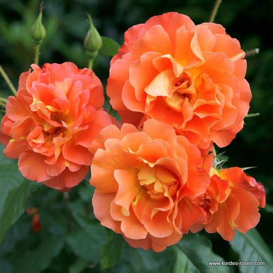 Růže Kordes 'Westerland' 2 litry Kordes Rosen