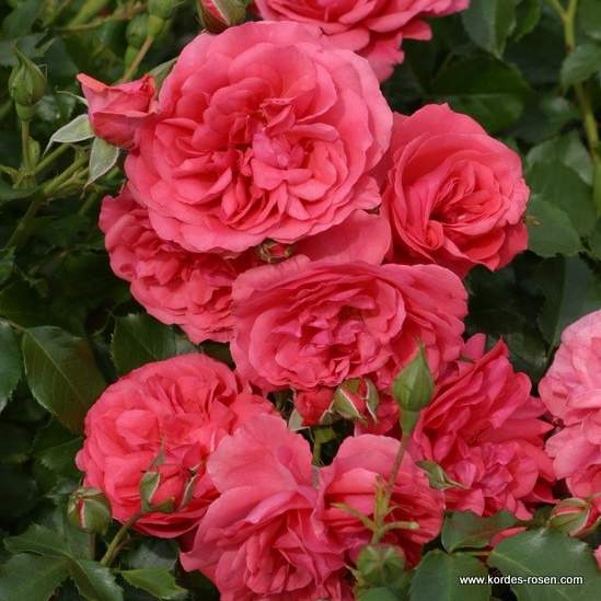 Růže Kordes 'Rosarium Uetersen' 2 litry Kordes Rosen