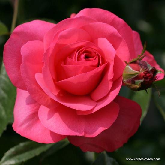 Růže Kordes 'Rosanna' 2 litry Kordes Rosen