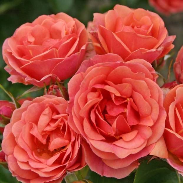 Růže Kordes 'Mandarin' 2 litry Kordes Rosen