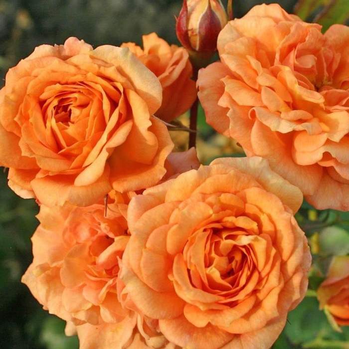 Růže Kordes 'Pálava' 2 litry Kordes Rosen
