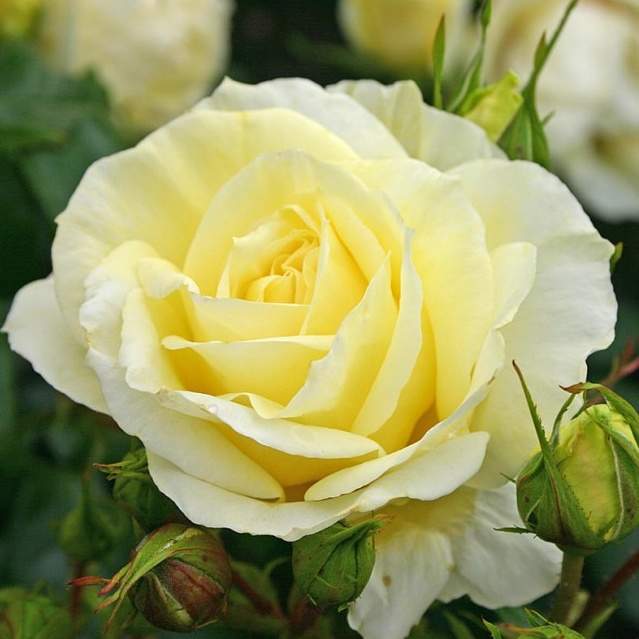 Růže Kordes 'Limona' 2 litry Kordes Rosen