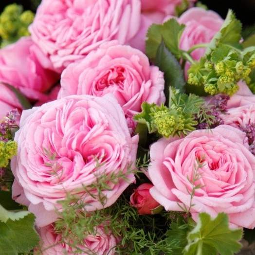 Růže Kordes Parfuma 'Rosengräfin Marie Henriette' 2 litry Kordes Rosen