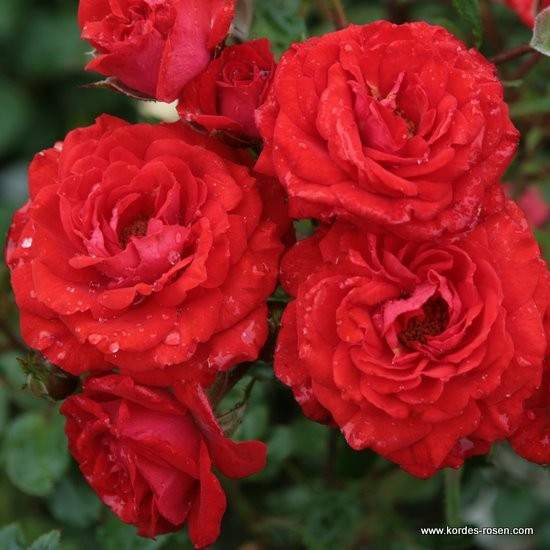 Růže Kordes 'Zwergenfee' 2 litry Kordes Rosen
