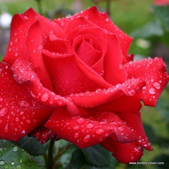 Růže Kordes 'Grande Amore' 2 litry Kordes Rosen