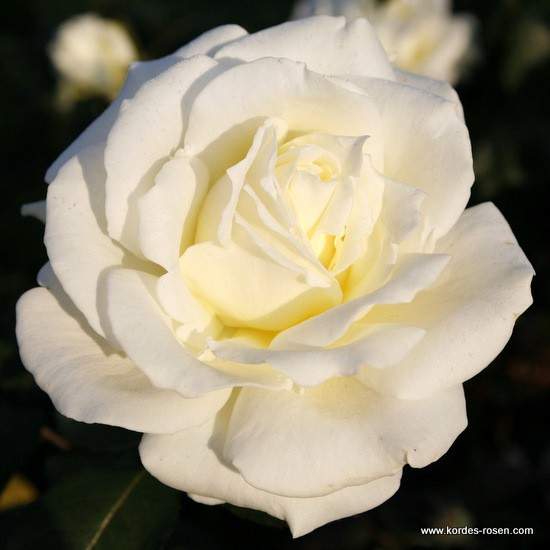 Růže Kordes 'Memoire' 2 litry Kordes Rosen