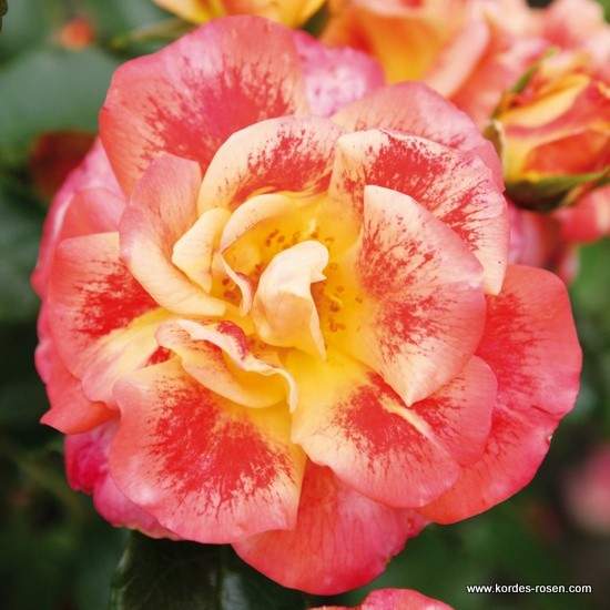 Růže Kordes 'Airbrusch' 2 litry Kordes Rosen