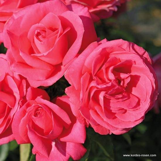 Růže Kordes 'Cherry Lady' 2 litry Kordes Rosen