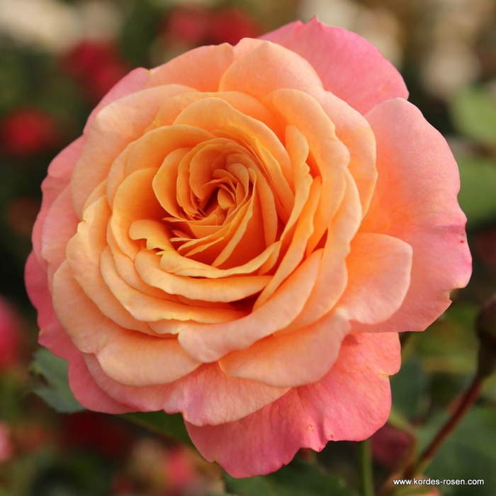 Růže Kordes 'Peach Melba' 2 litry Kordes Rosen