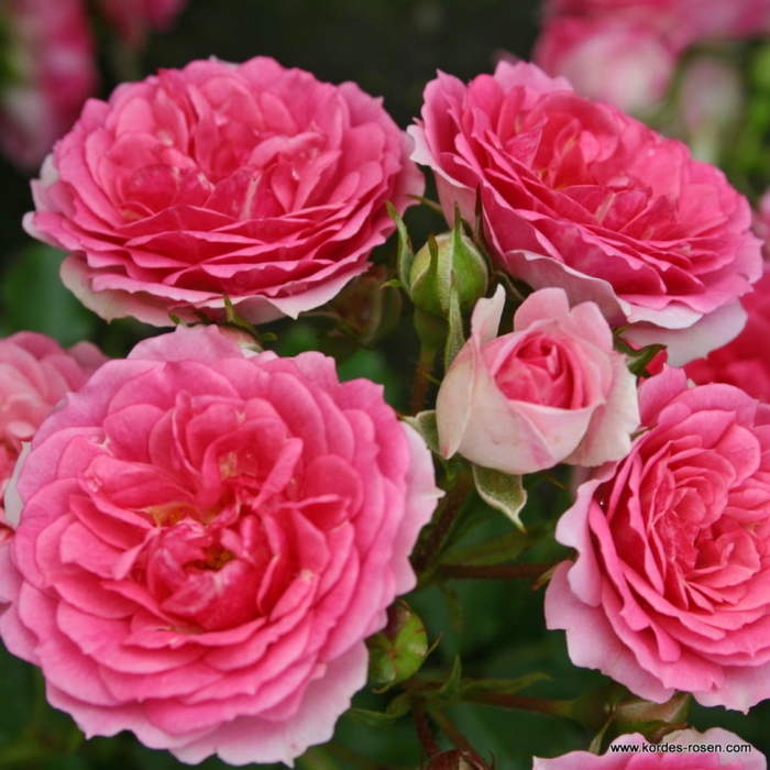 Růže Kordes 'Amica' 2 litry Kordes Rosen