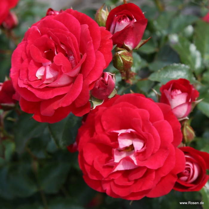 Růže Kordes 'Corazon' 2 litry Kordes Rosen