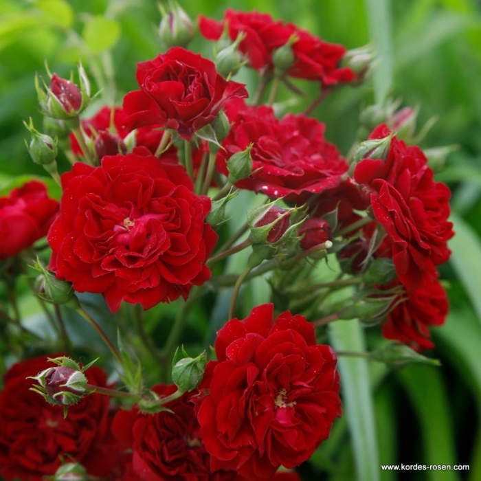 Růže Kordes 'Crimson Siluetta' 2 litry Kordes Rosen