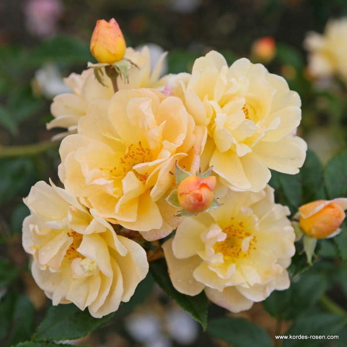 Růže Kordes 'Sunny Siluetta' 2 litry Kordes Rosen