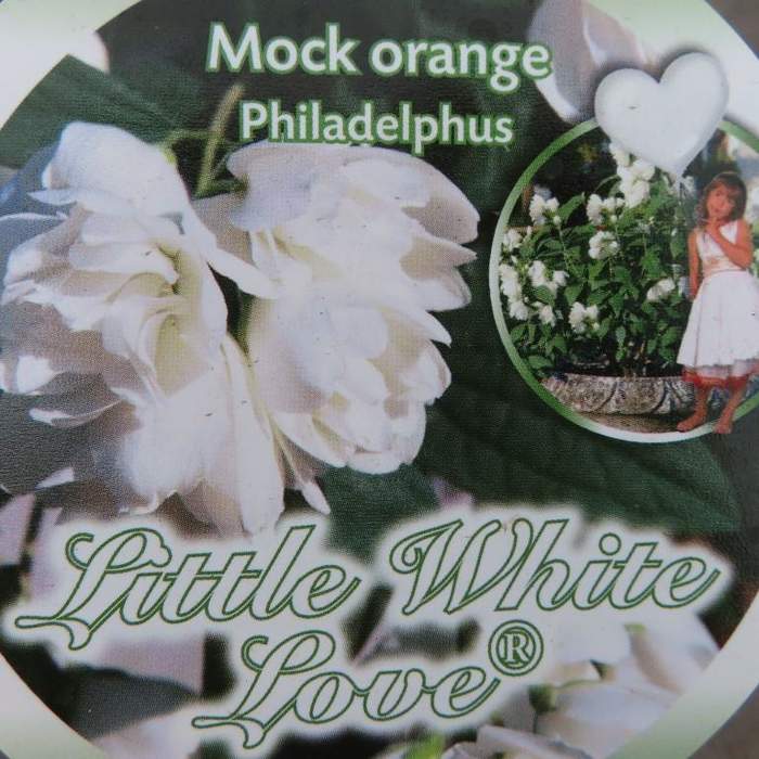 Pustoryl 'Little White Love' květináč 5 litrů