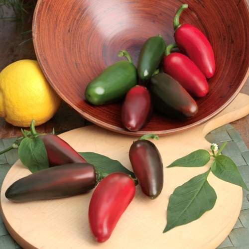 Paprika chilli Jalapeno 'Samira Shiny' neroubované 10