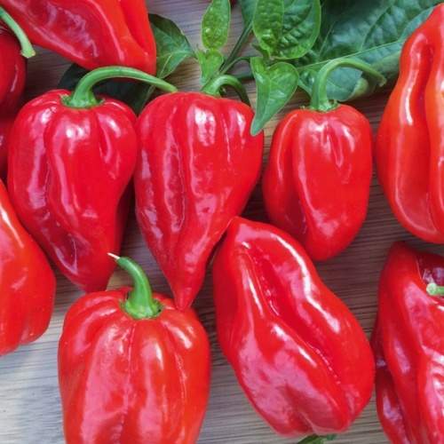 Paprika chilli Habanero 'Calita Red' neroubované 10