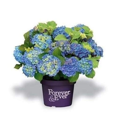 Hortenzie velkolistá 'Forever & Ever' BLUEkvětináč 5 litrů