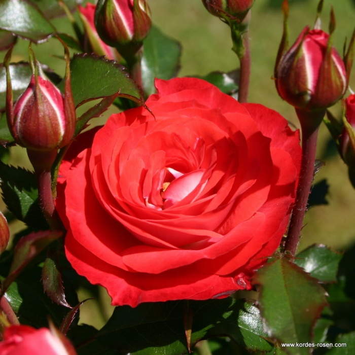 Růže Kordes 'Planten und Blomen' 2 litry Kordes Rosen