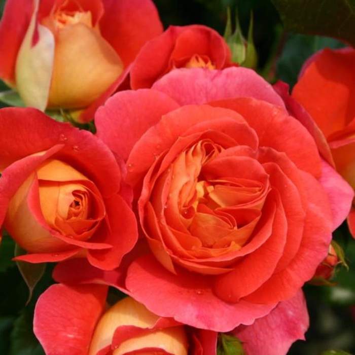 Růže Kordes 'Gebrüder Grimm' 2 litry Kordes Rosen