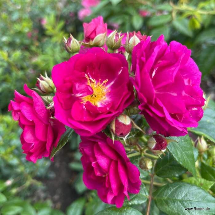 Růže Kordes 'Purple Siluetta' 2 litry Kordes Rosen
